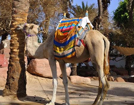 Camel Ride
